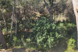 Venta - Chalet - Pinar de Campoverde