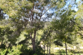 Venta - Bungalow - Pinar de Campoverde